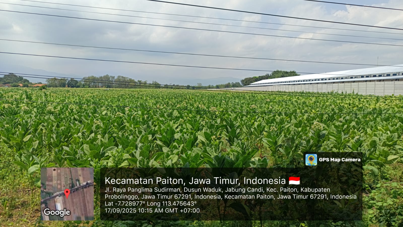 TANAH DI KAB. PROBOLINGGO - WOFF796-3 - foto 4